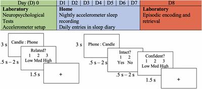 Age and Race-Related Differences in Sleep Discontinuity Linked to Associative Memory Performance and Its Neural Underpinnings